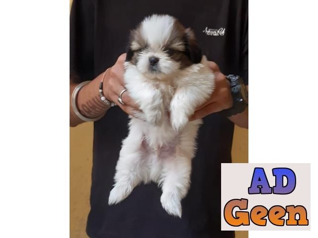 used Pure Breed of Shih Tzu puppies are available in best price. Call or whats app on 7053692925. for sale 